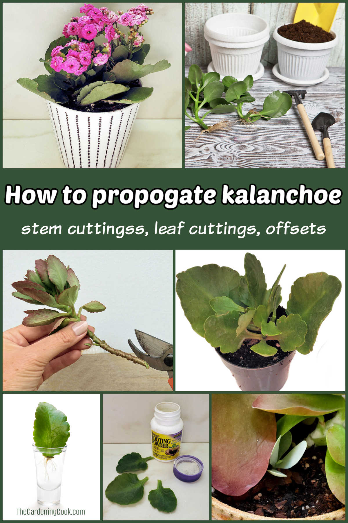 A collage showing the steps for rooting cuttings of kalanchoe succulents. Green text reads how to propagate kalanchoe stem cuttings, leaf cuttings, offsets.
