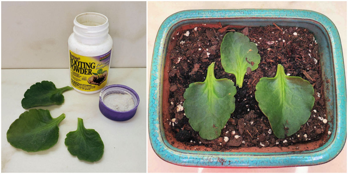 Three kalanchoe leaves next to a bottle of rooting powder and the three cuttings on soil for kalanchoe propagation.