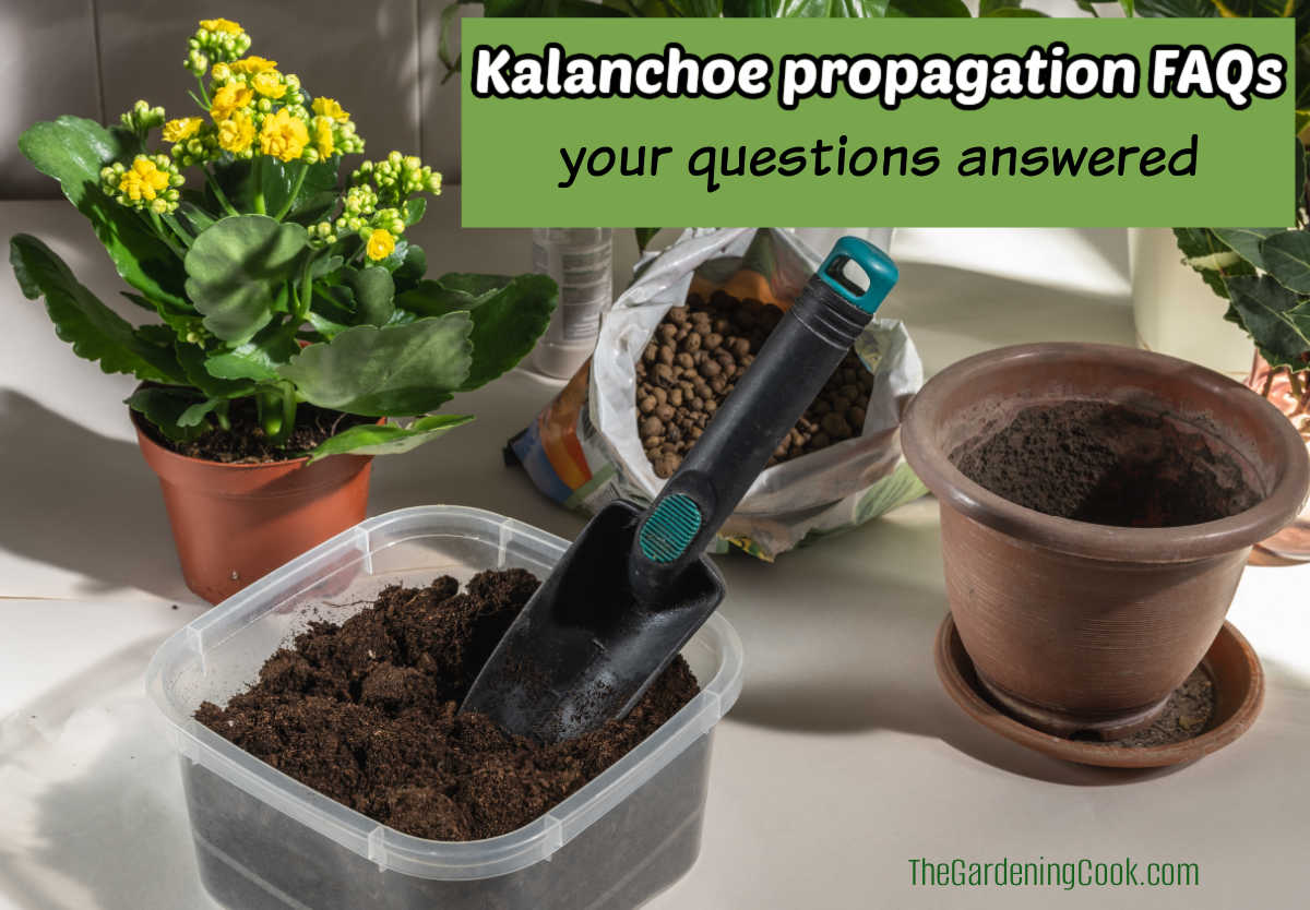 A kalanchoe plant in flower next to an empty pot and some soil and garden tool. Green text box reads kalanchoe propagation FAQs - your questions answered.