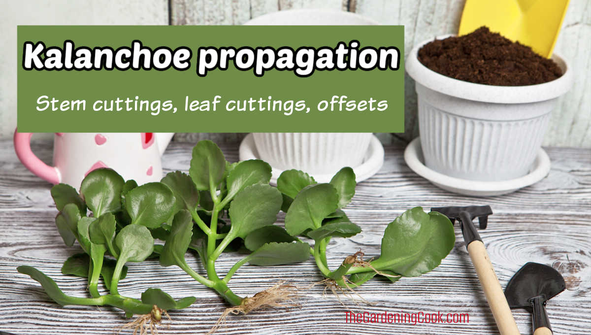 Rooted kalanchoe cuttings near some white pots and garden tools. Green text overlay reads kalanchoe propagation, stem cuttings, leaf cuttings, offsets.