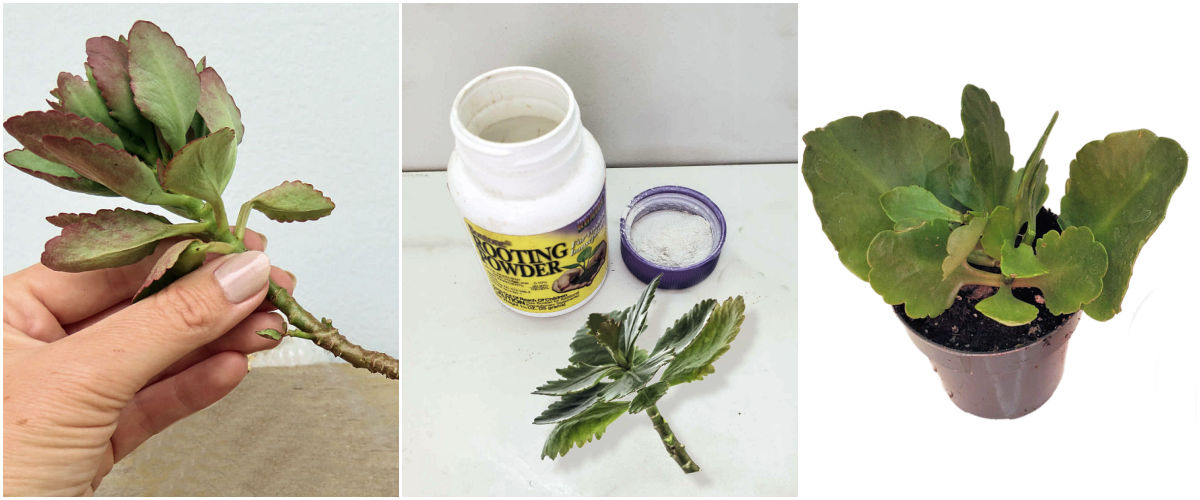 Hand holding a kalanchoe cutting, the cutting with rooting powder, and rooted cutting in a pot.
