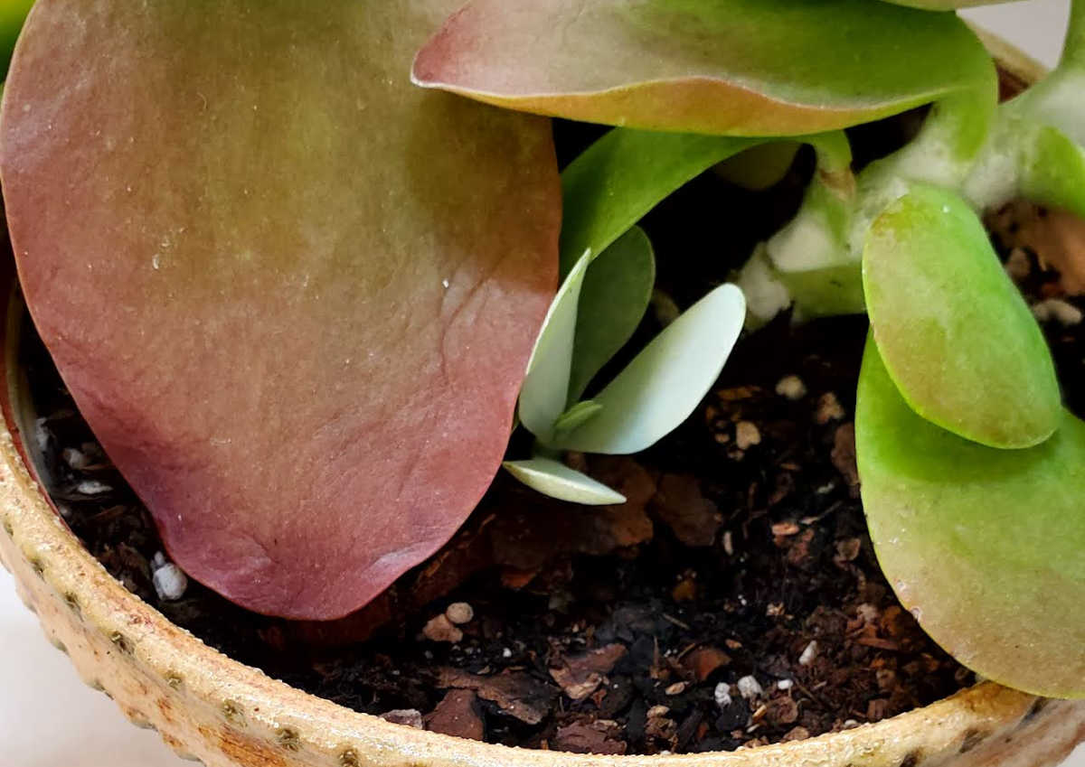 Small offset (pup) on a paddle plant (Kalanchoe thyrsiflora) in a white pot with soil.