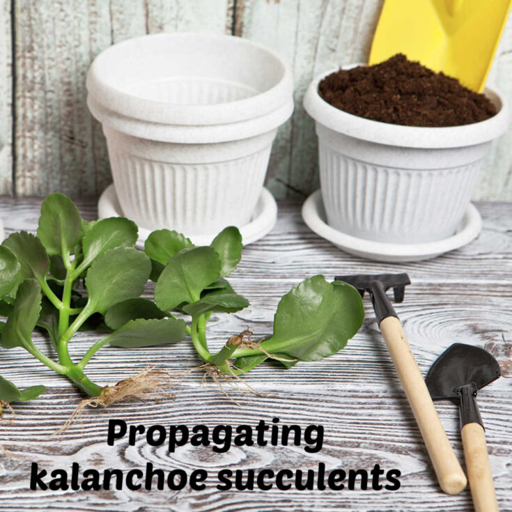 Two white pots, one with soil, near some garden tools and rooted kalanchoe cuttings. Text reads propagating kalanchoe succulents.