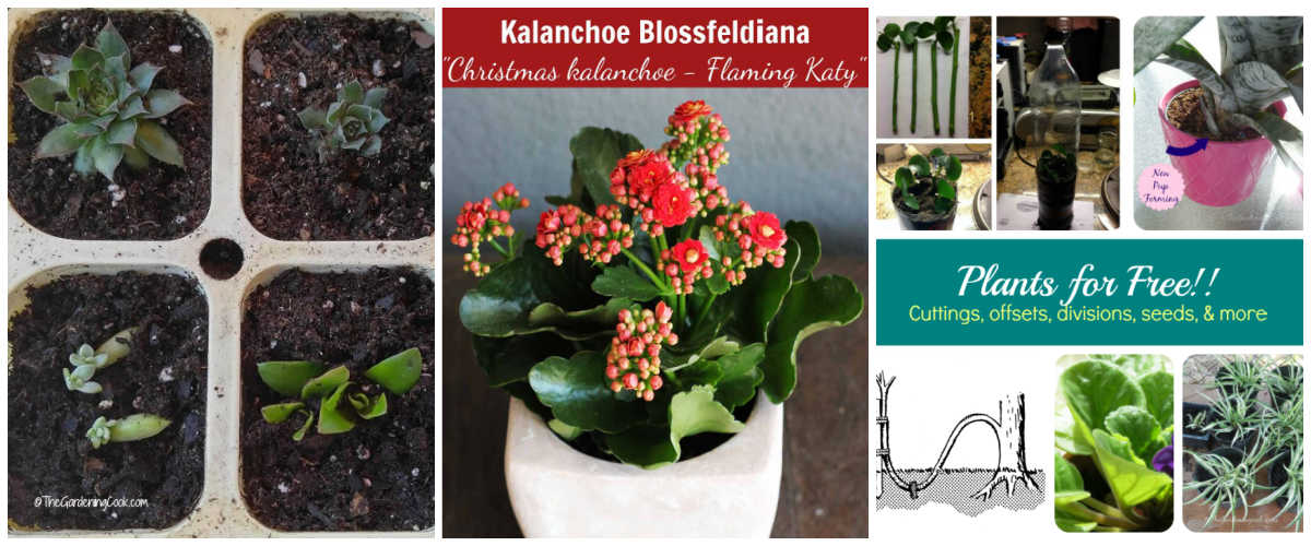 A collage showing images of succulent propagation, Flaming Katy care tips, and general plant propagation methods.