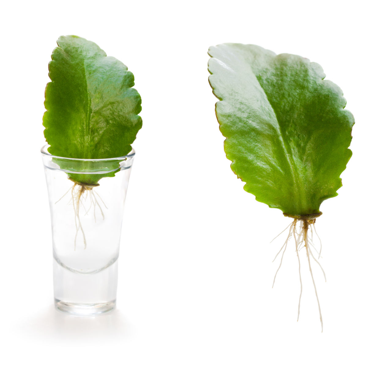 A collage showing images of a kalanchoe leaf in a bottle of water with roots, and a close up of the leaf with attached roots, ready to plant in soil.