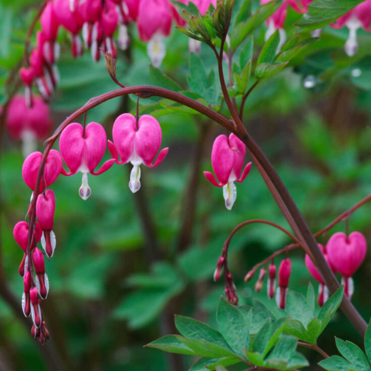 Lamprocapnos spectabilis (formerly Dicentra spectabilis) plant with pink and white hearts.