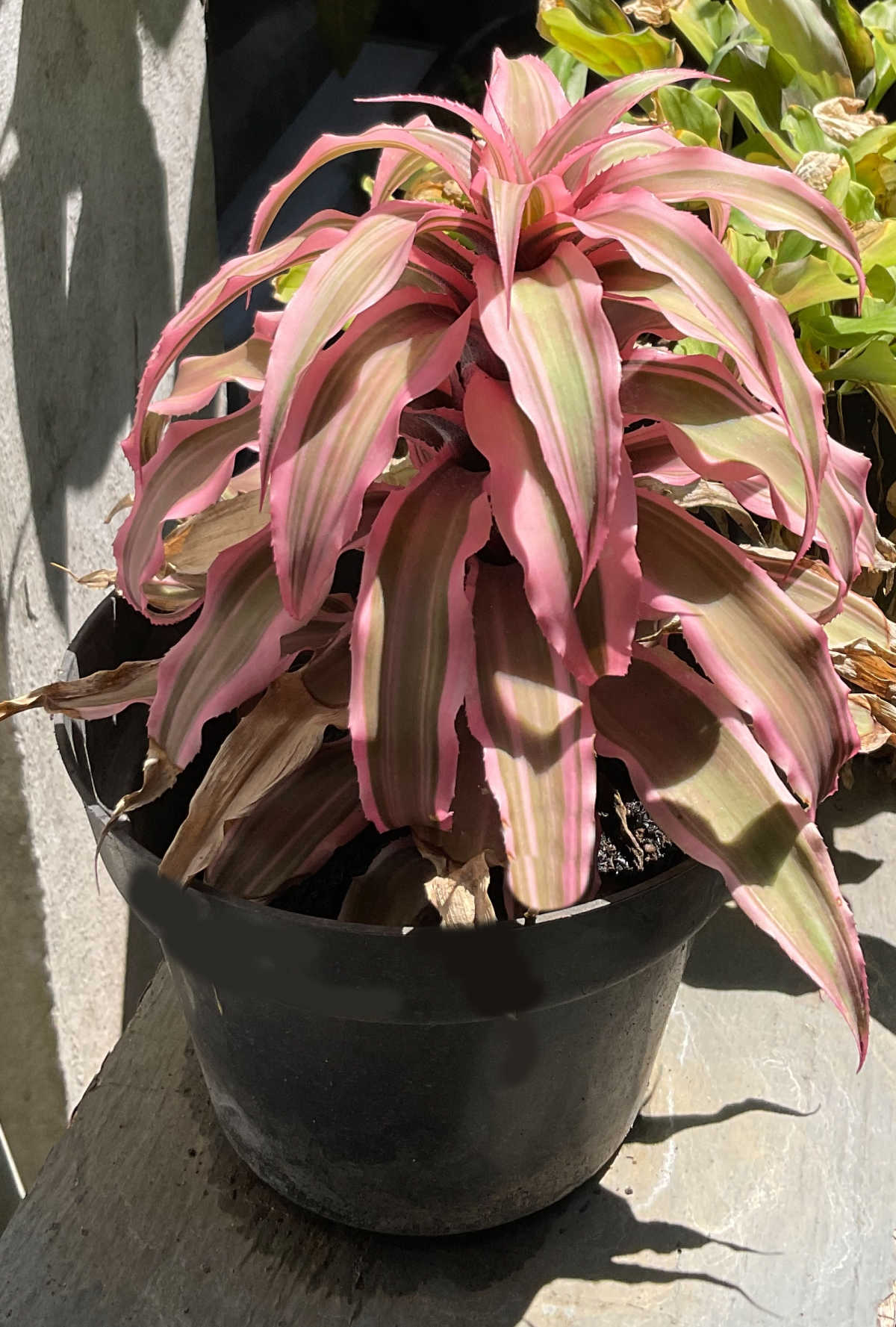 Bromeliad earth star in a black pot with other plants on a window ledge.