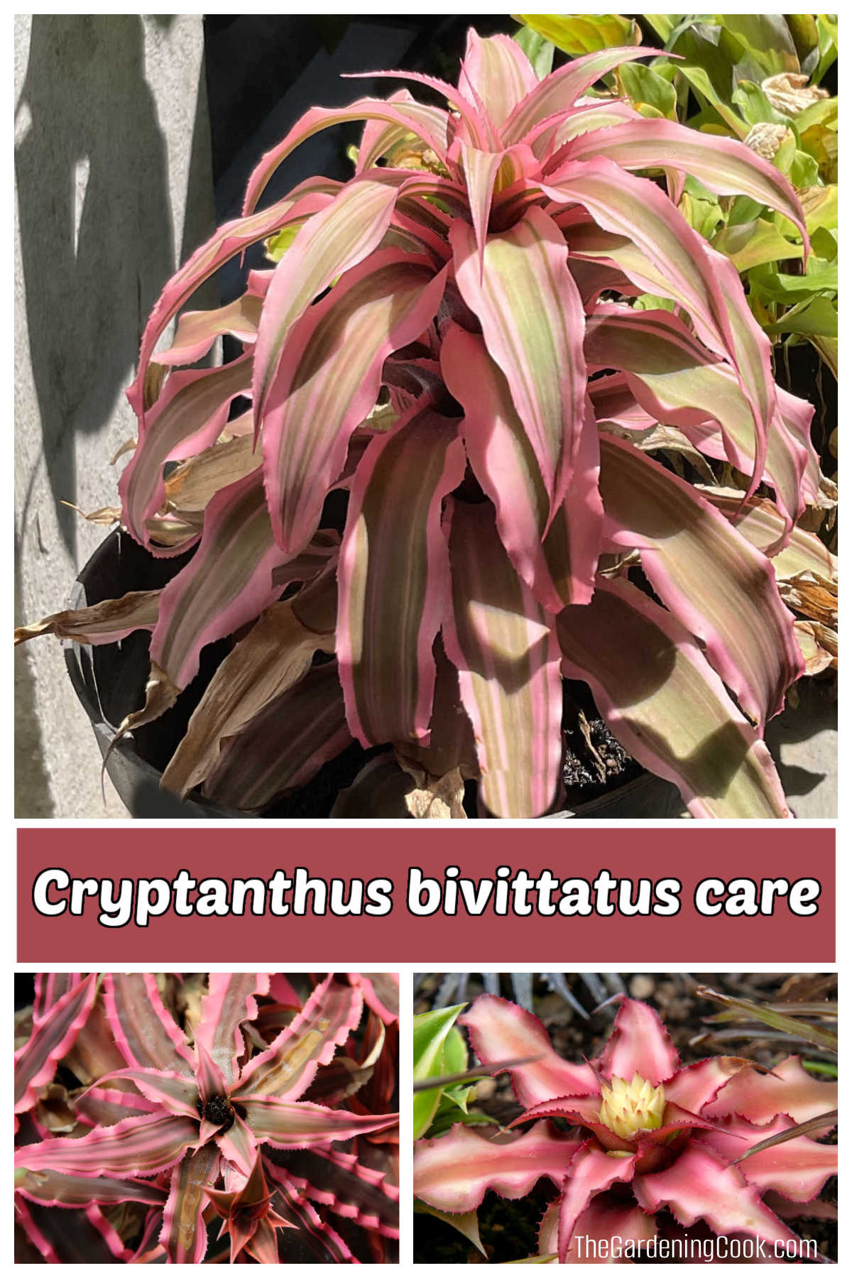Pictures of Earth Star bromeliad showing flowers and leaves. Pink text reads Cryptanthus bivittatus care.