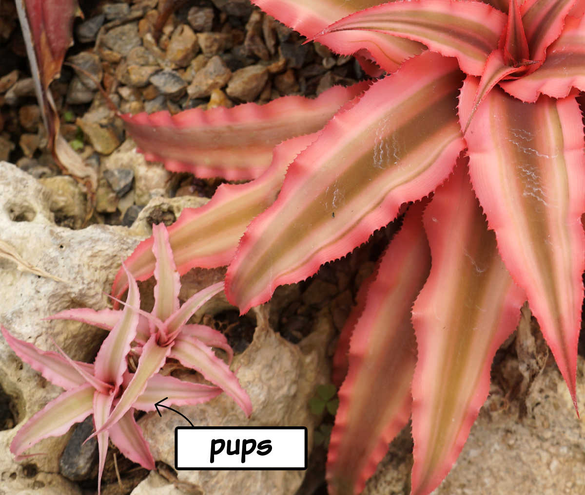 Two earth star plant pups growing beside a mature Cryptanthus bromeliad mother plant at the base, ready for propagation. 
