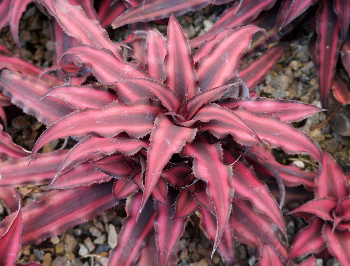 A mature Earth star bromeliad with star-shaped growth habit and striped bright pink leaves.