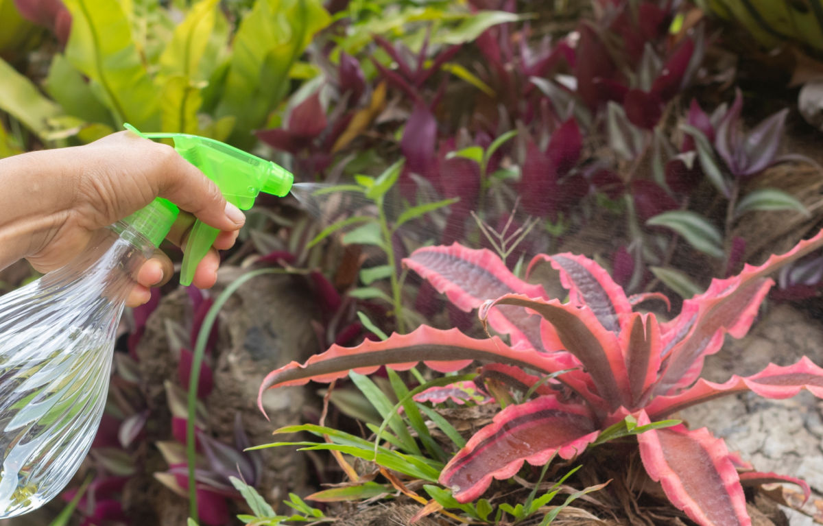 A hand holding a green water bottle misting an Earth star plant to raise the humidity level.