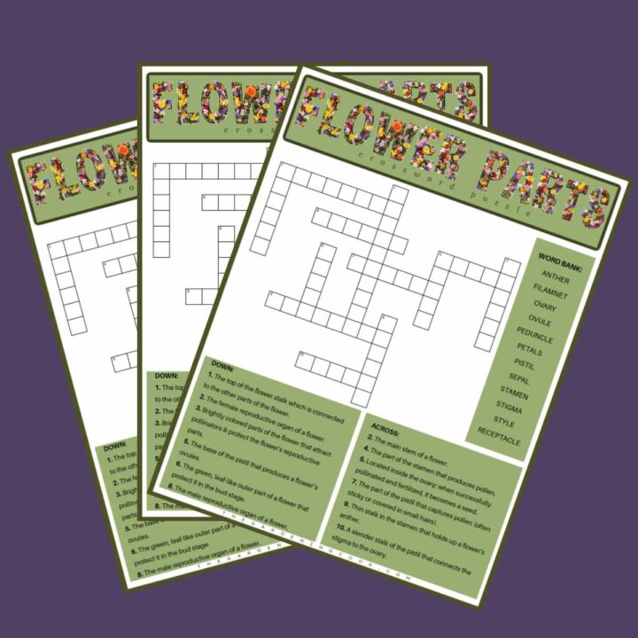 Three parts of a flower crossword puzzles fanned out across a purple background.
