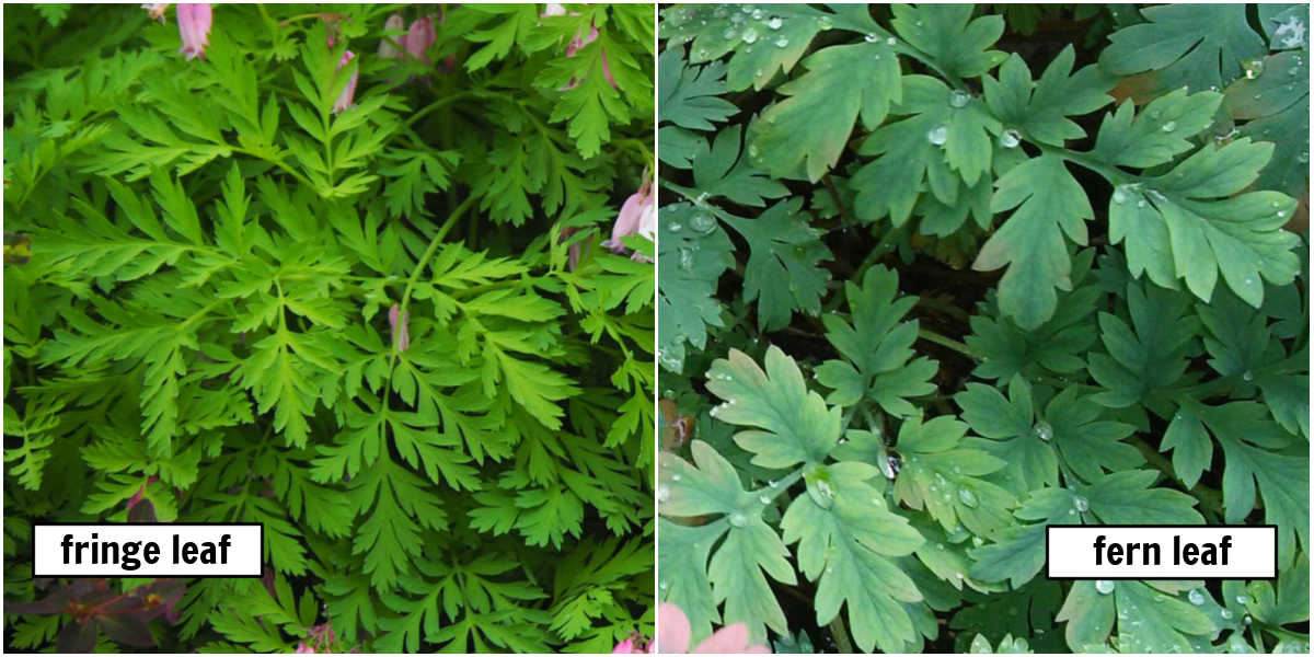 A collage with pictures of fringe leaf and fern leaf bleeding heart plants, labeled with white boxes.