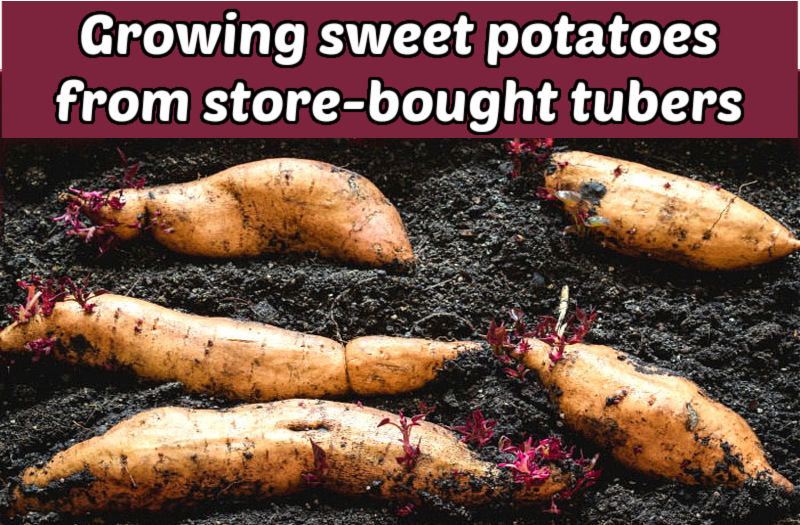 5 sprouting sweet potatoes in soil with a burgundy text box reading Growing sweet potatoes from store-bought tubers.