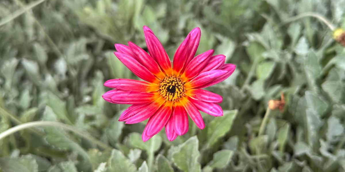 A close up shot of a African Daisy, (Arctotis 'Pink Sugar'), showing the perennial with pink flowers with yellow centers against its silvery green foliage.
