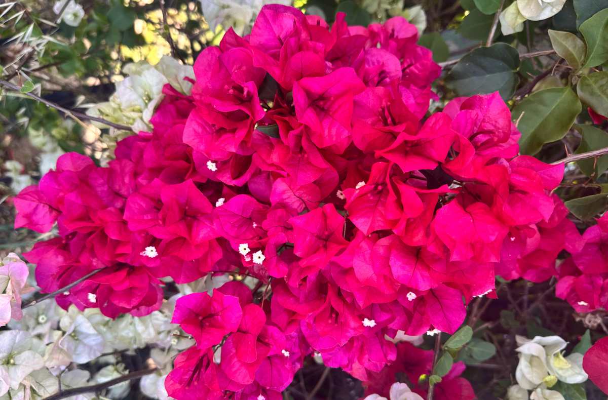 The flowers of a Barbara Karst bougainvillea (Bougainvillea x buttiana 'Barbara Karst') in the foreground and the flowers of Yanis Delight bougainvillea (Bougainvillea glabra Yanis Delight') in the background, showing how these two varieties of perennials with pink flowers grow togther.