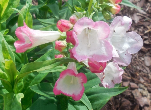 The flowers of a Beardtongue (Penstemon ssp.), showing how the buds of these pink perennials are grouped together.