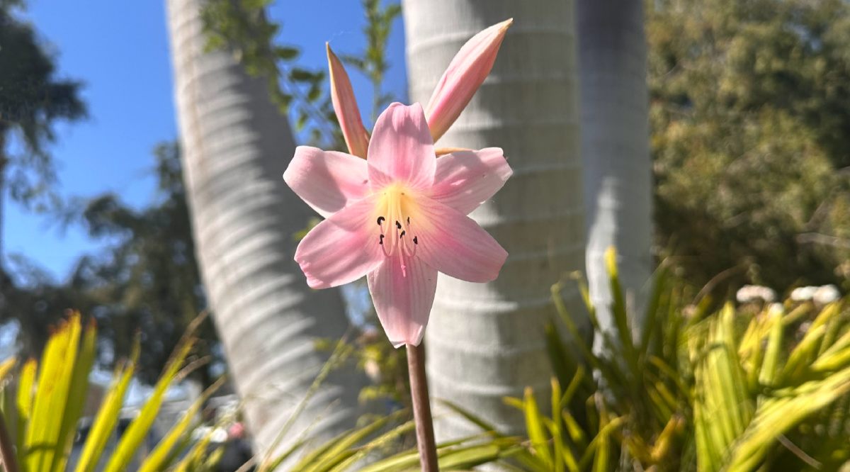 A stalk of the tall pink flowers and buds of a Belladonna lily (Amaryllis belladonna) with the trunk of a palm tree visible in the background.