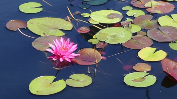 A single Bernice Ikins hardy water lily (Nymphaea 'Bernice Ikins') flower and many of the lily pads of this plant with pink flowers floating in a pond of water.
