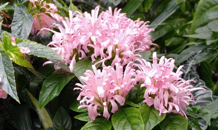Four of the pretty pink flowers of a Brazilian plume flower (Justicia carnea) and its foliage.