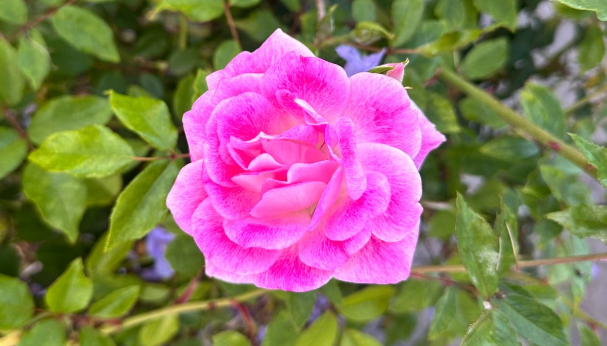 One of the Brilliant Pink Iceberg floribunda roses (Rosa PRObril) on this shrub with pink flowers.