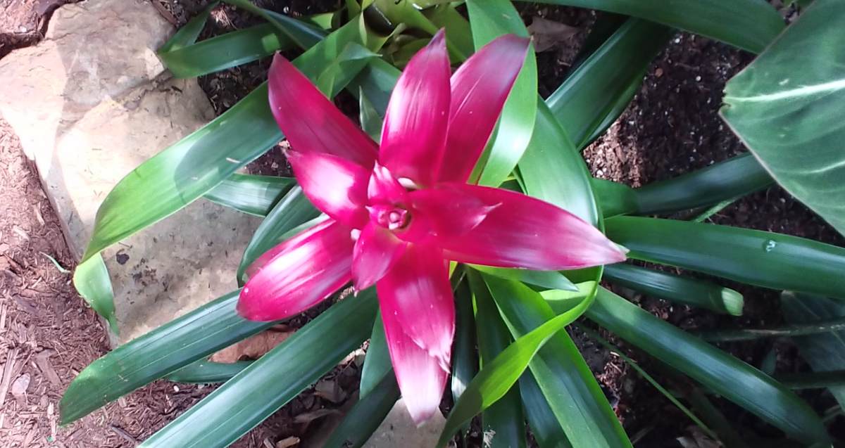 One of the tropical pink flowers of a Bromeliad Guzmania (Guzmania lingulata&nbsp;&lsquo;Scarlet Star&rsquo;) against its dark green foliage.