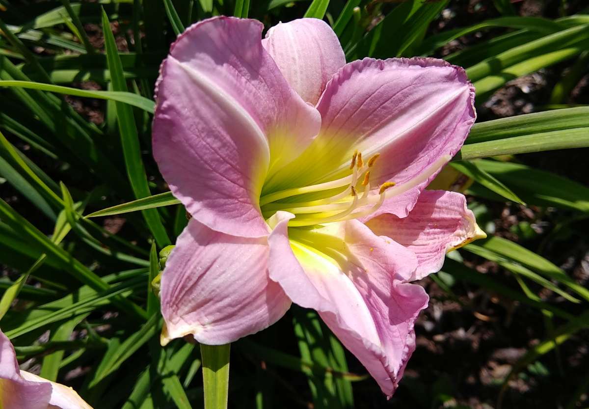 One of the big pink flowers of a Catherine Woodbury Daylily (Hemerocallis 'Catherine Woodbury') surrounded by foliage.