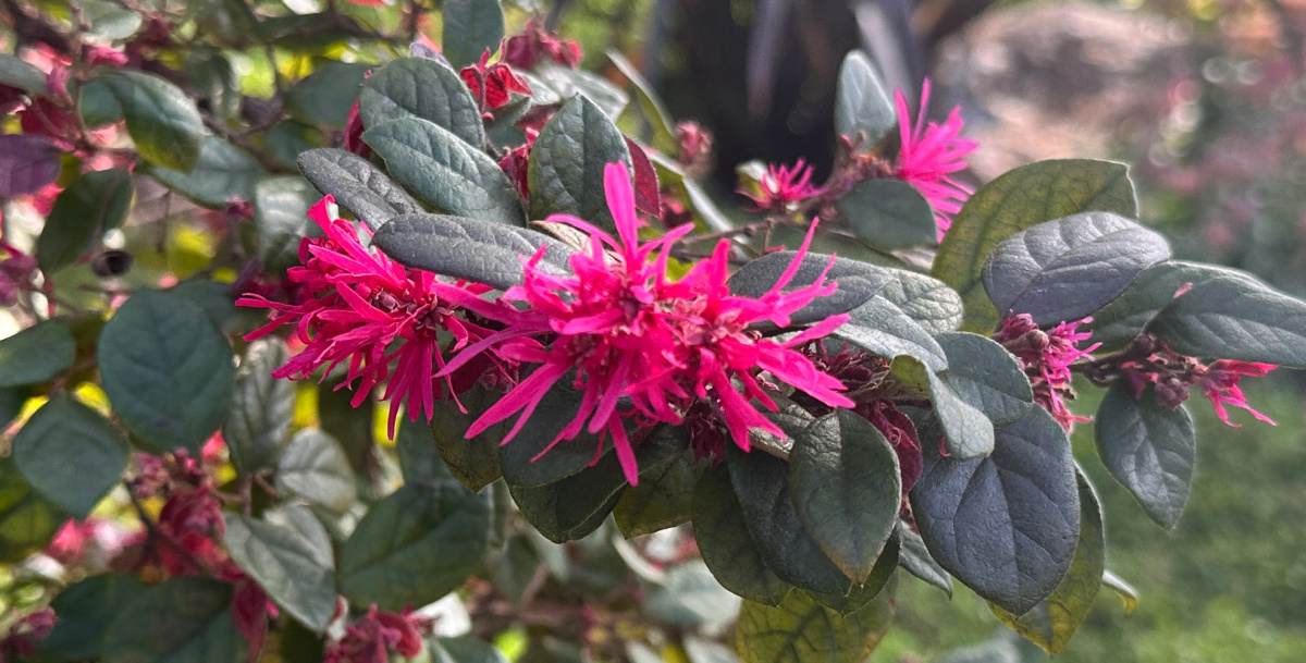 A close up shot of the small pink flowers of a Chinese fringe-flower (Loropetalum chinense) plant, and its foliage.