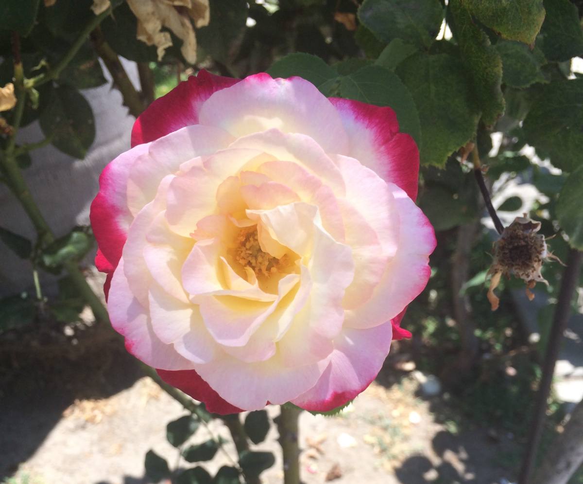 A close up photo of a Double Delight hybrid tea rose (Rosa 'Double Delight') showing it's pink outer petals, and its white inner petals.
