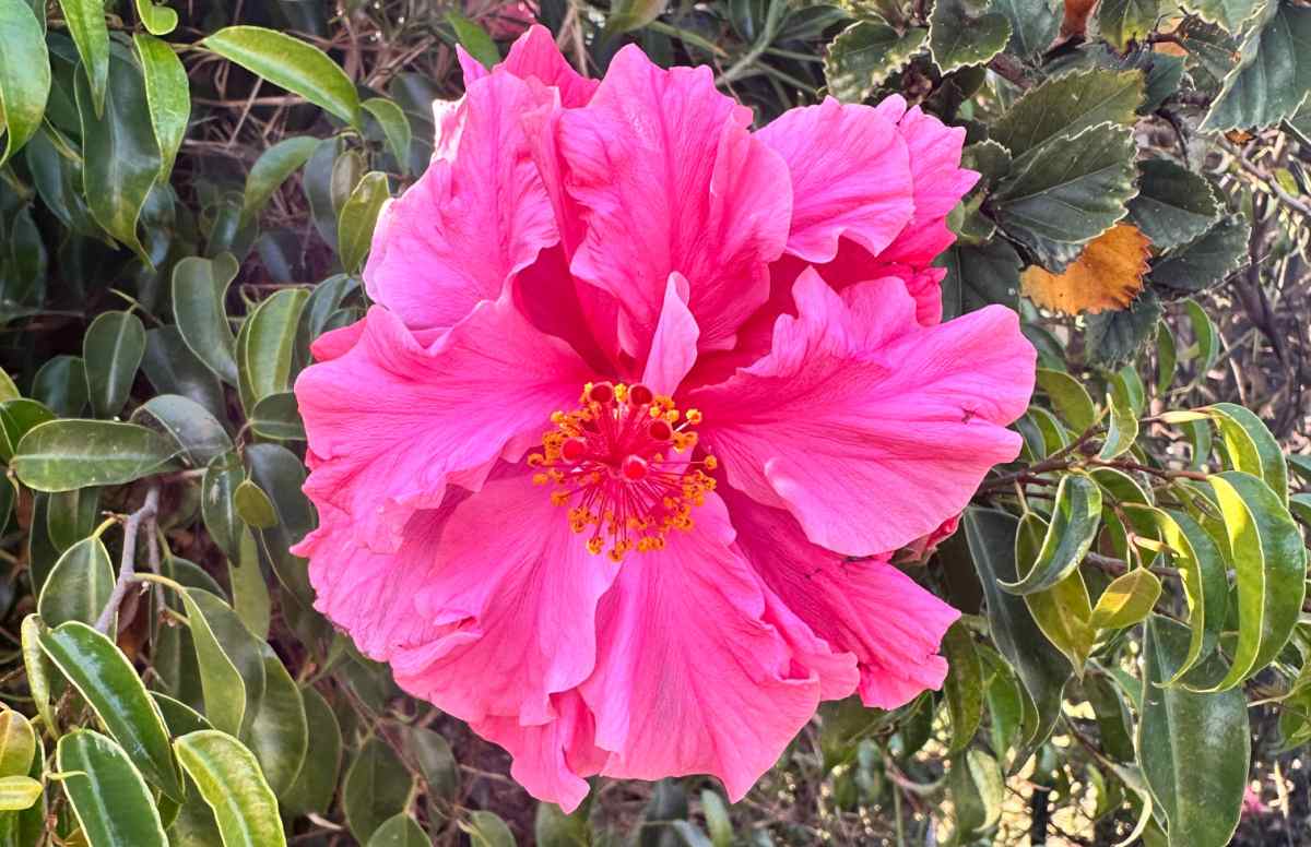 A close up photo of a Double Hibiscus 'pride of hankins white' (rosa-sinensis 'pride of hankins white') showing one of its double petaled tropical pink flowers.