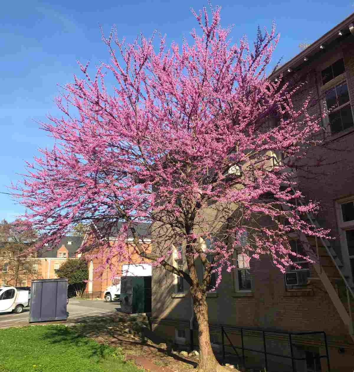 A photo of an Eastern Redbud (Cercis canadensis) showing this tree with pink flowers in front of a brick building, with a patch of clear blue sky to the left of it.