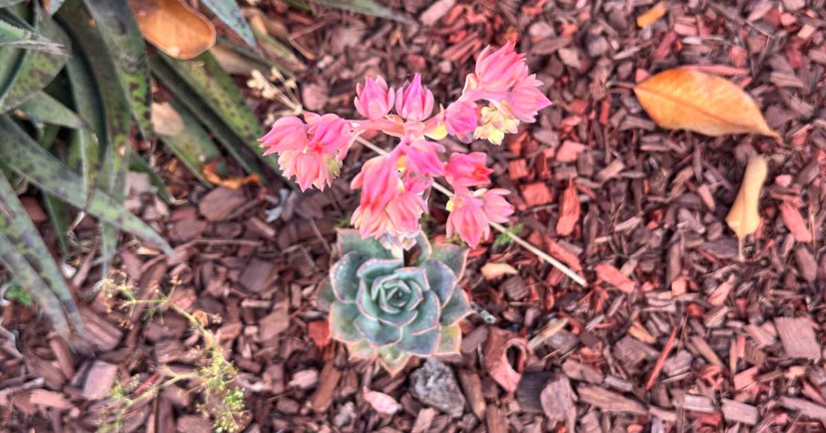 A photo of Echeveria elegans (Mexican Snowball) taken from the top down, so both this rosette succulent with pink flowers and the mulch around it is visible.