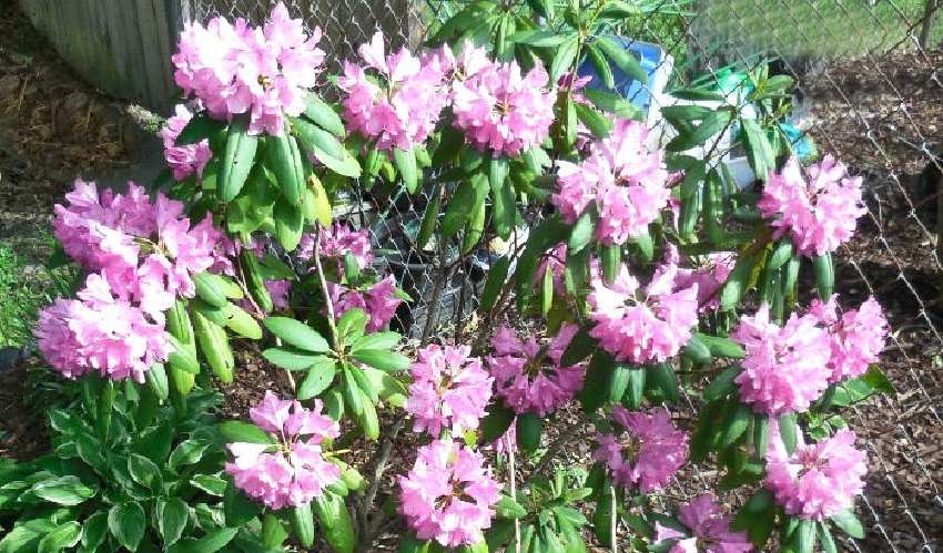 An English Roseum Rhododendron (Rhododendron 'English Roseum'), with the pink flower plant filling the entire image.
