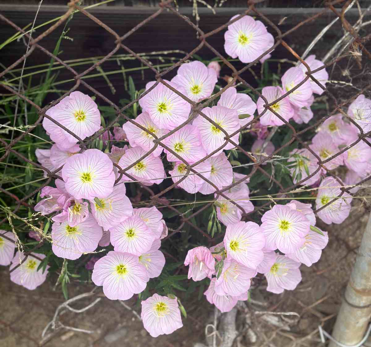 A group of light pink flowers of a Evening primrose (Oenothera speciosa) plant poking through a chainlink fence.