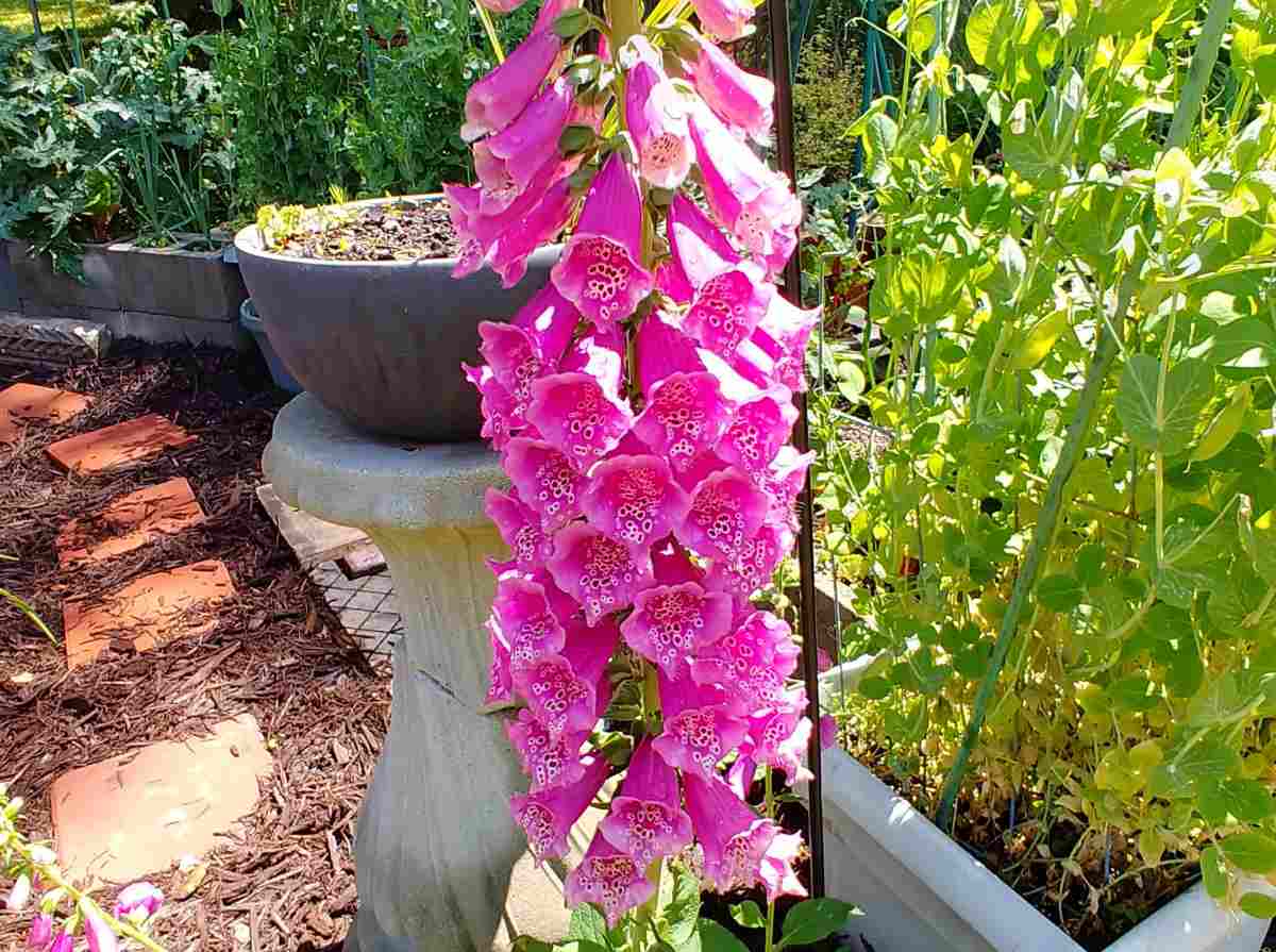 One large stalk of a pink Foxglove (Digitalis purpurea) plant in a garden, with a bird bath and box planter of tomato plants in the background.