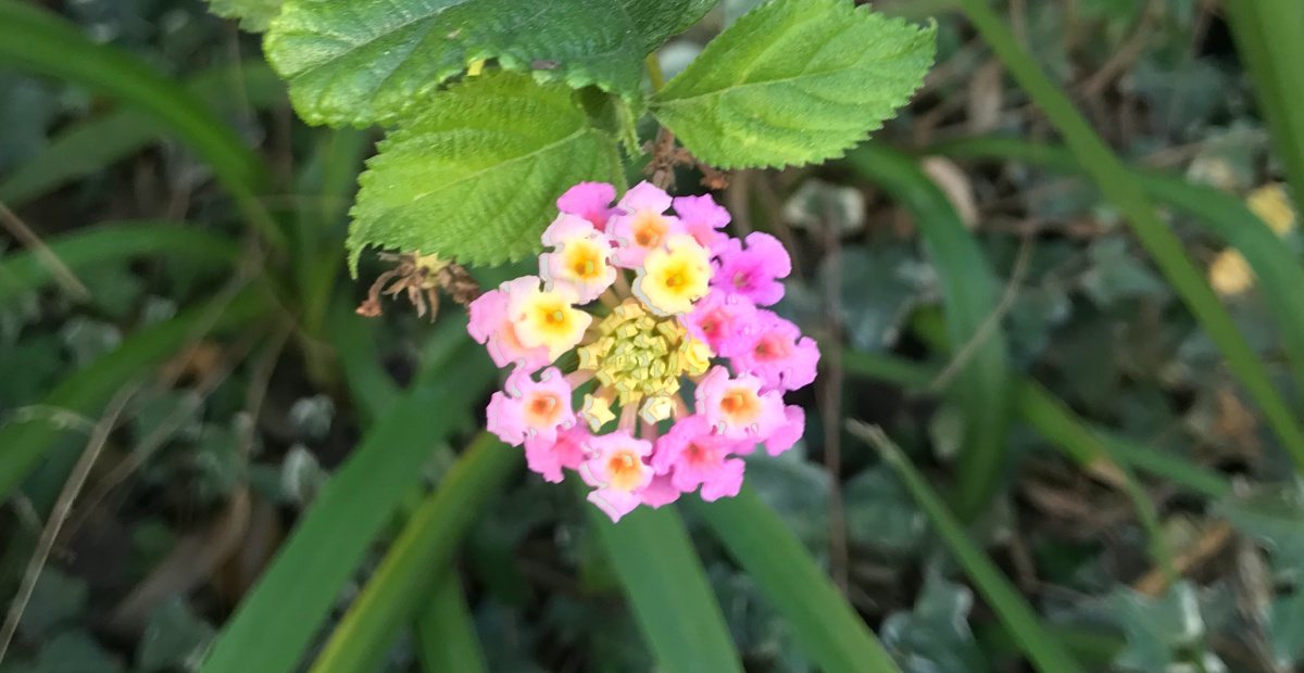 A close up photo of a yellow and pink flower of a Ham and Eggs Lantana (Lantana camara 'Ham and Eggs') plant with foliage in the background.
