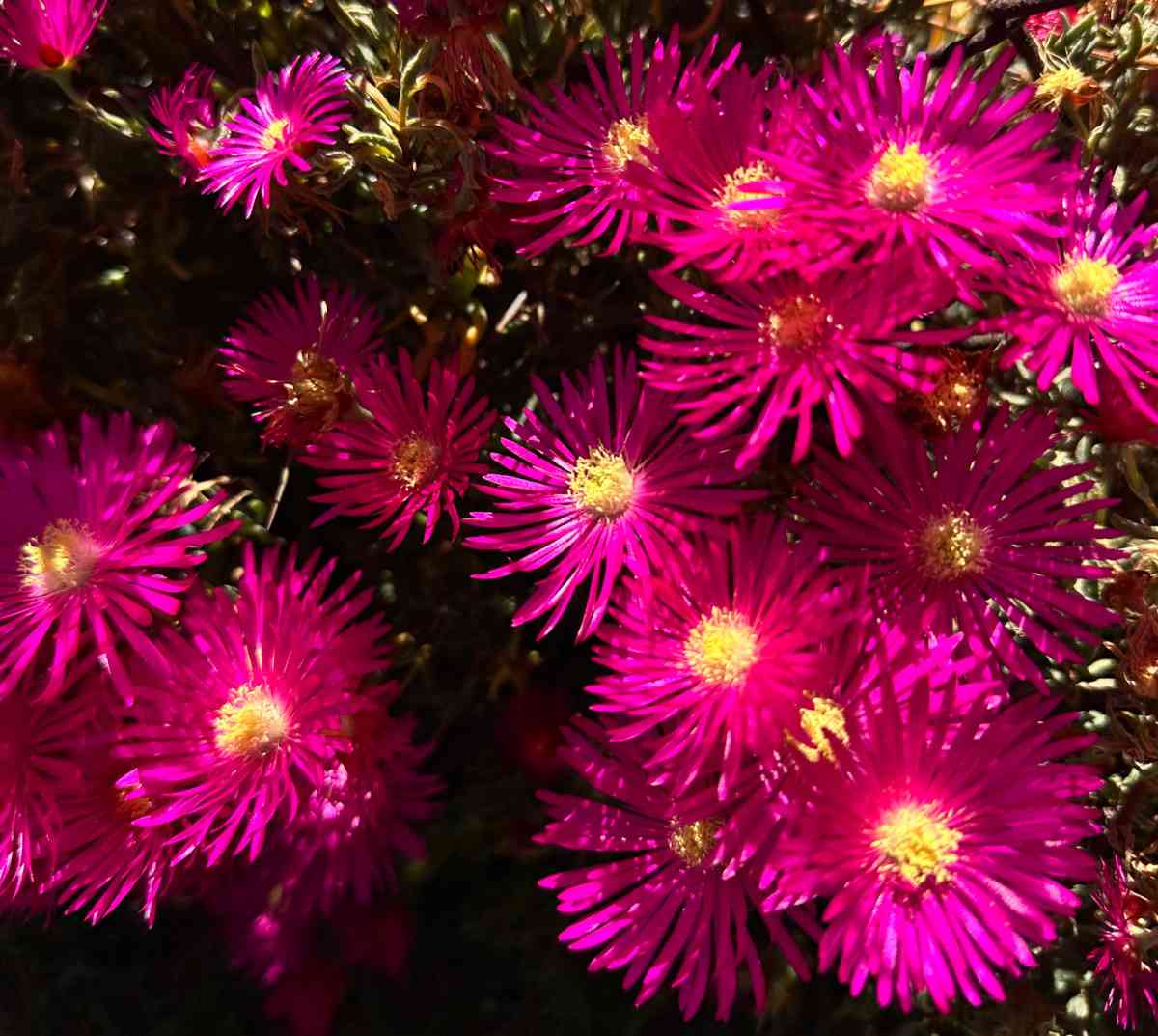 A close up image of lots of Ice plant (Delosperma cooperi) flowers, showing how prolific this perennial with pink flowers is.