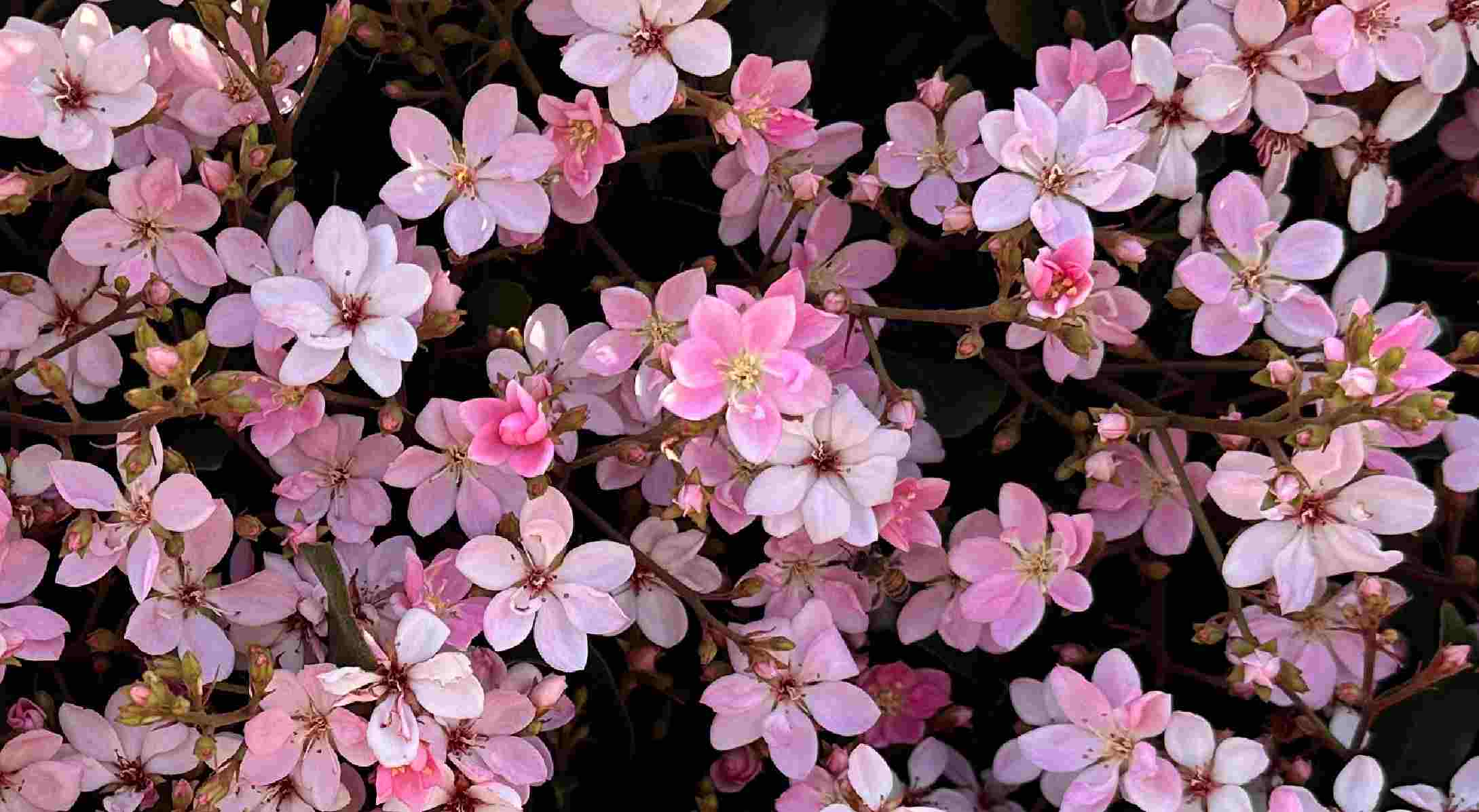A photo many small pink flowers on an Indian hawthorn (Rhaphiolepis indica) plant.