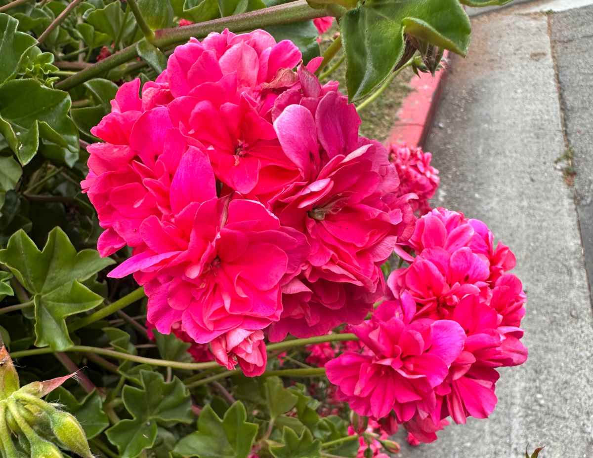 Two clusters of bright pink flowers from an Ivy geranium (Pelargonium peltatum) plant, growing over the curb of a sidewalk, and the curly leaves are also visible in the photo.