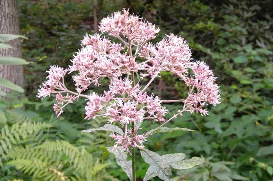 A cluster of light pink flowers from a Joe-Pye weed (Eutrochium fistulosum), where the tall pink flowers are visible above the foliage.