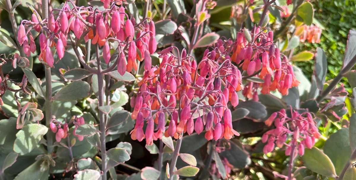 A photo showing a section of a Lavender scallops (Kalanchoe fedtschenkoi) plant, where both the blooms nad foliage of this succulent with pink flowers are visible.