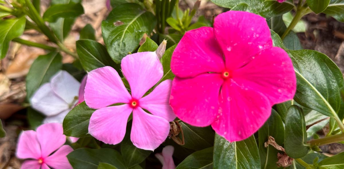 A photo of a section of Madagascar Periwinkle&nbsp;(Catharanthus roseus), showing both bright pink flowers, and light pink flowers in the same section of the plant, surrounded by leaves.