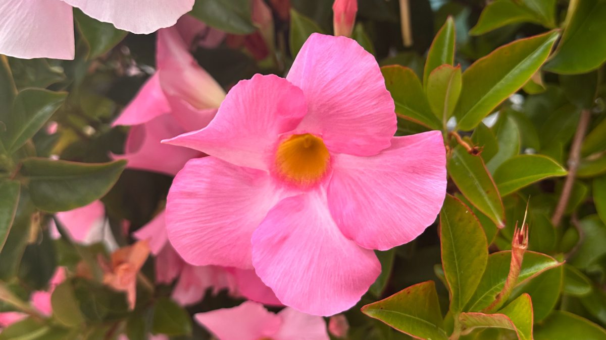 A close up photo of a mandevilla plant, showing the flowers and leaves of these pink flowering vines.