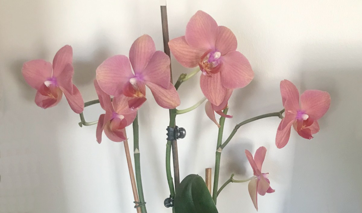 A photo of a pink Moth orchid (Phalaenopsis) against a white wall, casting shadows on the wall.