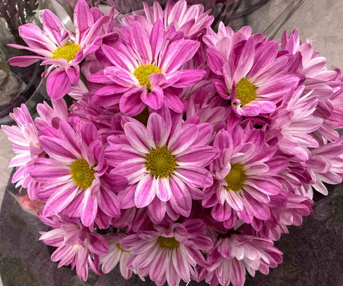 A bouquet of pink and white striped Mums (Chrysanthemum x morifolium) wrapped in plastic.