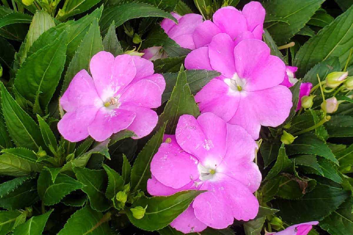 A close up photo of a New Guinea impatiens (Impatiens hawkeri), with four of these pink perennial flowers visible among the leaves of the plant.