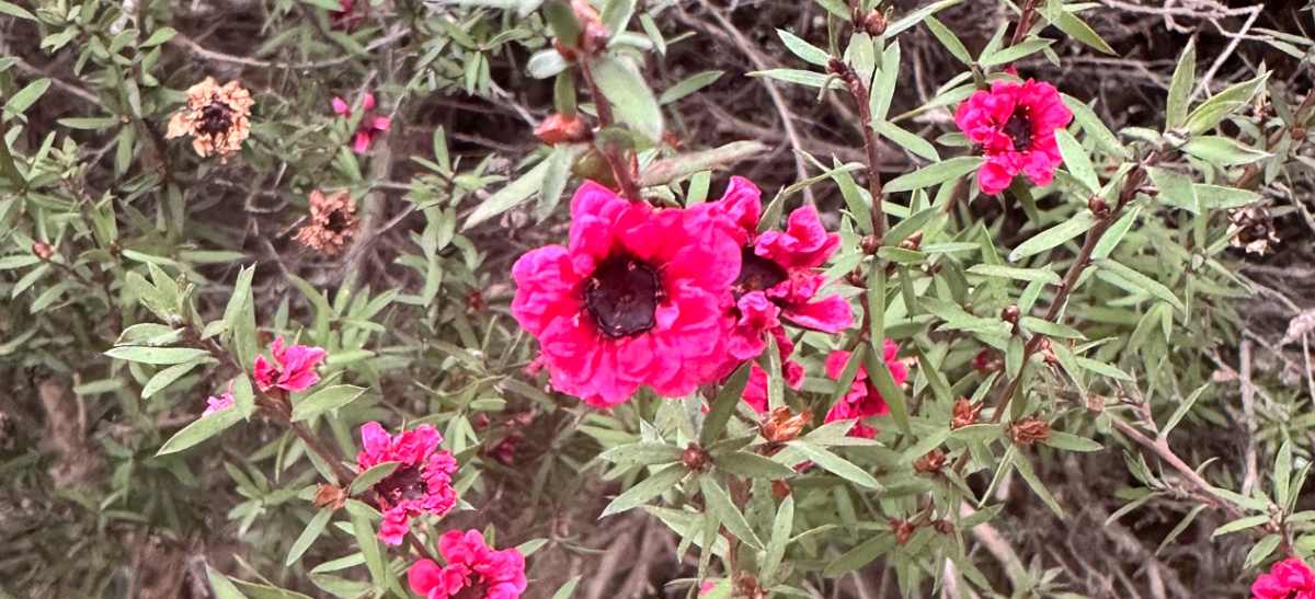 A photo of a section of New Zealand Tea Tree (Leptospermum scoparium 'Ruby Glow'), showing the blooms of his plant with pink flowers.