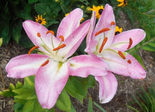 A close up photo of an oriental lily (Lilium ssp.) showing two of these pink summer flowers surrounded by greenery, with a black eyed Susan plan in the background.