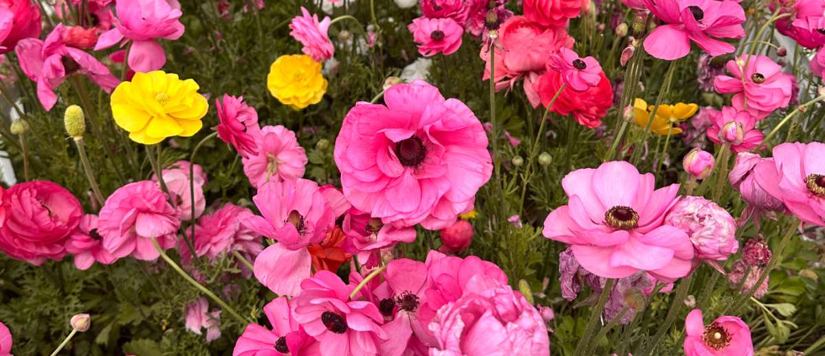 A photo showing a horizontal section of a field of Persian buttercup (Ranunculus asiaticus) flowers, with two yellow ranunculus hiding in the sea of pink flowers.