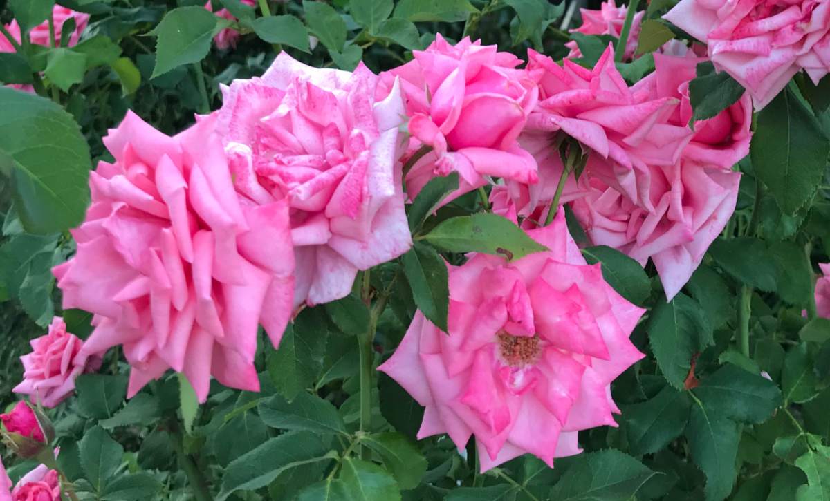 A photo of a Pink Double Knock Out® rose (Rosa 'Radtkopink') with many blooms, showing how prolific these pink flowering shrubs are.